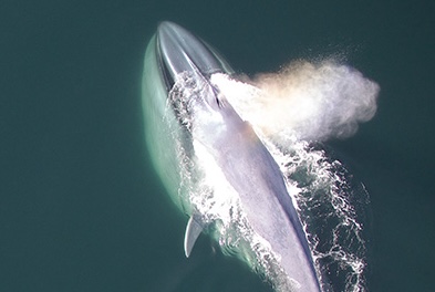 An aerial photo shows a blue whale lunge feeding near the surface.