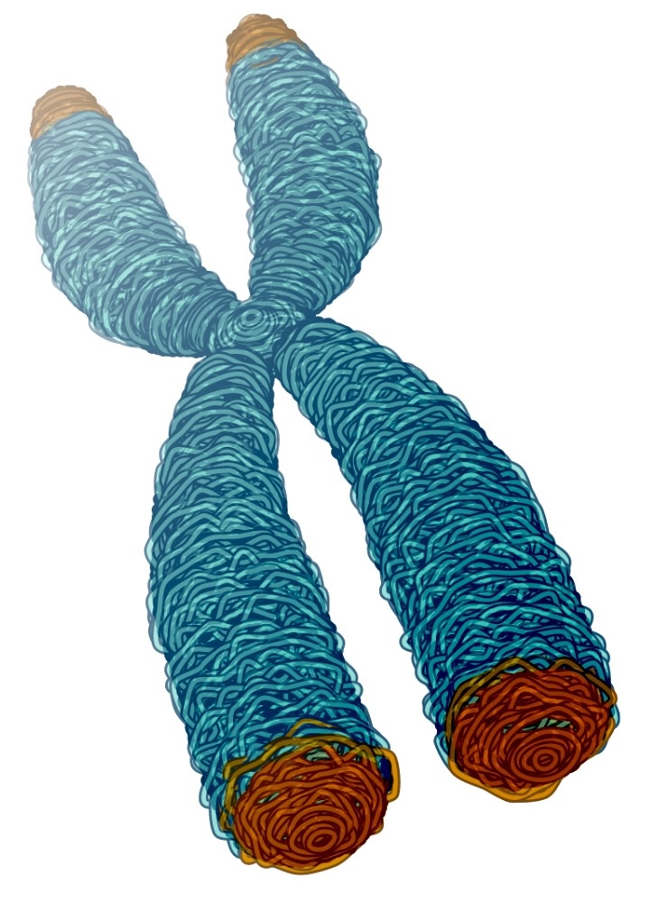 Telomeres are found at the ends of chromosomes and play a critical role in the cell-renewal process. (Credit: National Human Genome Research Institute)